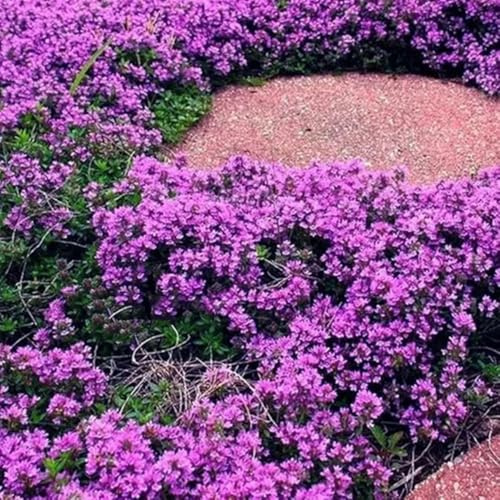 semillas de tomillo rastrero - exterior Decoraciones jardín balcón 600pcs