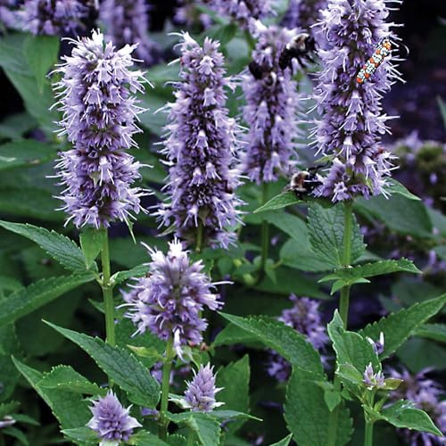 Agastache Blue Fortune - Planta de exterior perenne resistente