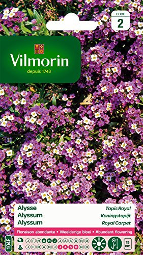 Vilmorin 5125342 Alysse Violet 9 x 0,5 x 16 cm