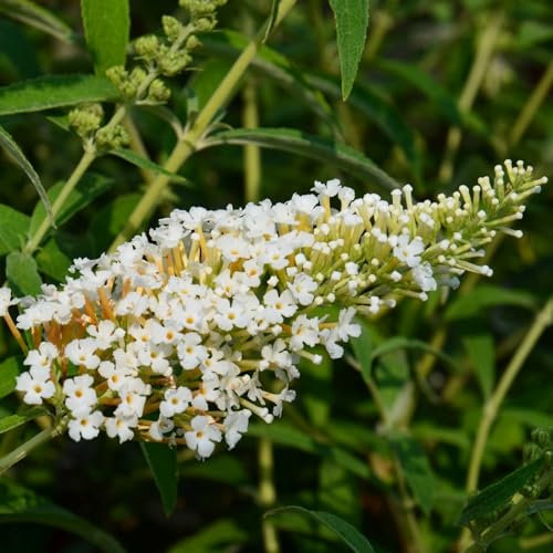 Pianta vera di Buddleja davidii White Profusion - Diametro Vaso Ø 18 cm