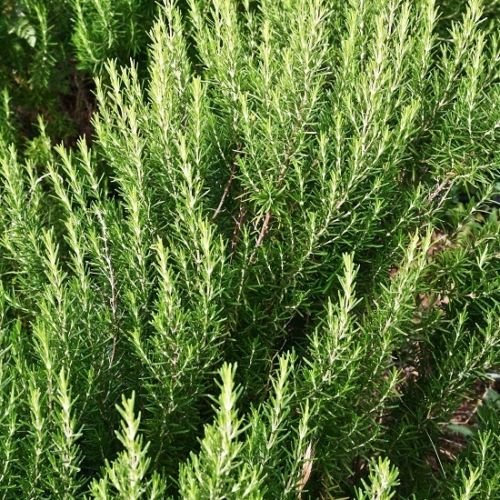 Italiani Rosmarin 50 Semi