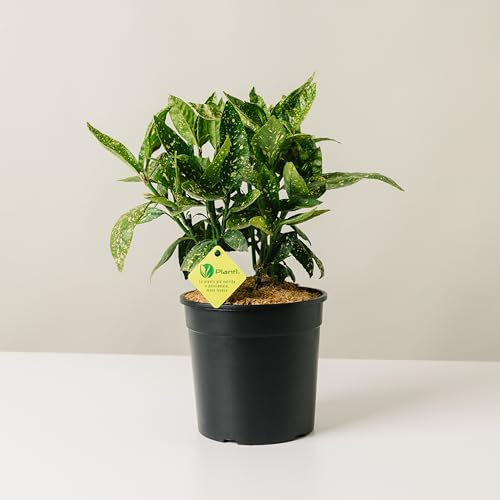 Plantì AUCUBA JAPONICA | Aucuba Giapponese Variegata - Pianta Sempreverde da Esterno in Vaso 19 cm | Piante Vere per Giardino e Terrazzo, Concimazione per 6 Mesi, Idea Regalo
