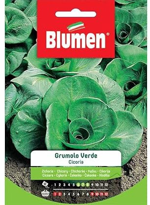 BLUMEN SEMENTI, CICORIA GRUMOLO VERDE