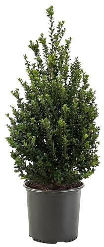 Holly 2.25 Steeds Japanese Holly (Ilex) Shrub