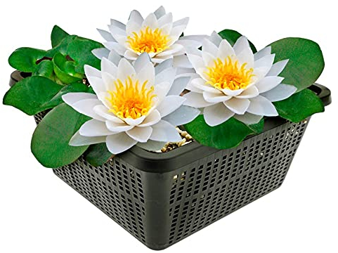 vdvelde.com - Weiße Seerose - Nymphaea Alba - - Große Seerose- Ausgewachsene Höhe: 10 cm- Platzierung: -10 bis -100 cm