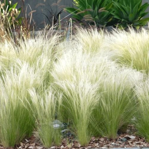 Sylter Ziergras Stipa tenuissima 'Pony Tails' im Topf (Ziergras Gräser Stauden winterhart) Federgras Engelshaargras - Ein Hauch der Nordsee in ihrem Garten (5)