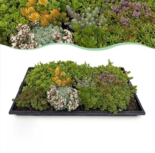 Alfombra de seda, 4 esterillas para vegetación, resistente al invierno, de 10 variedades de sedum, dimensiones 50 x 30 cm, fácil de limpiar y resistente a la intemperie, para arriates, tejados y