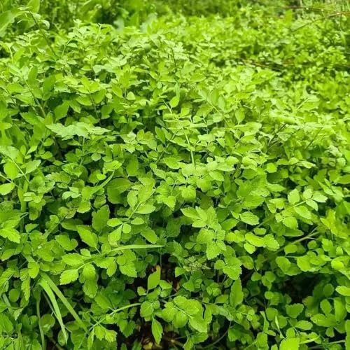 semi di crescione - crescione semi di per medicinali esotiche da rialzate invernali, aromatiche giardino aromatiche tappezzanti 160semi