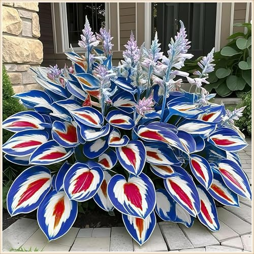 Vitali,Naturali,Freschi,decorazione,Midnight Blue,Compatti,Robusti Hosta.-4cipolle-E