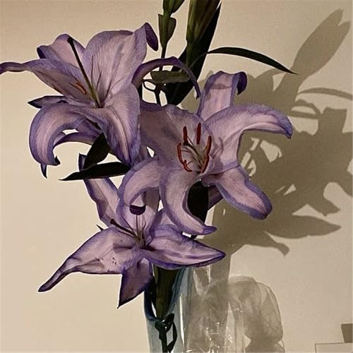 Bulbos de Lirio - Se Adaptan a Diferentes Zonas - Crecen en Jardín y Maceta-8 Bulbos