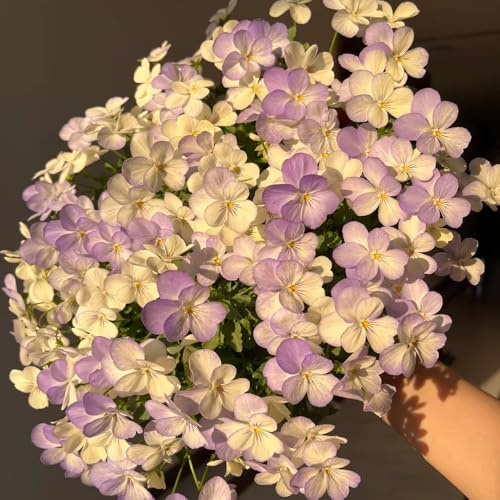 semi di viola del pensiero - decorazioni per esterni, Aiule rialzate resistenti giardini rocciosi 750pcs