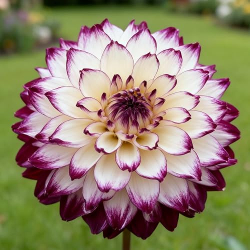 Dalia/Bulbi di Dalia resistente/Giardino espositivo elegante/Piantagione primaverile e autunnale-g-4 Bulbi