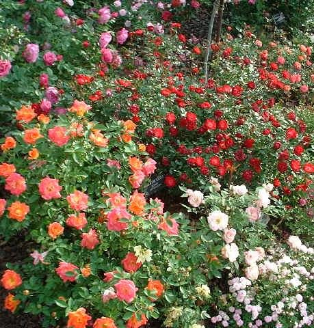 Mueller Muenchehof Pflanzen GmbH Bodendeckerrosen - Wählen Sie Ihre Wunschrose