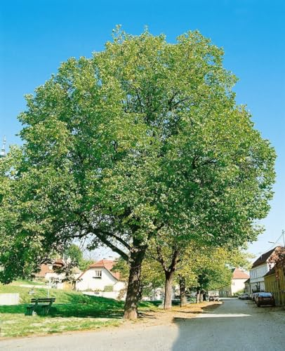 Walnussbaum Juglans regia Jupiter 125-150 cm winterhart