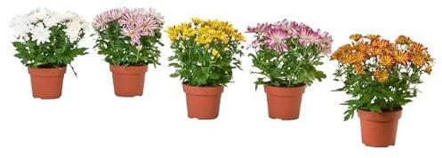 Margaritas Crisantemo | Pack 5 Plantas | Flores Naturales | Interior y Exterior | Plantas con Flor para Casa, Terraza y Jardín