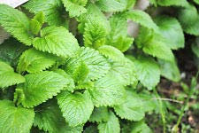 Graines de menthe poivrée - Mentha piperita - Graines! 500+