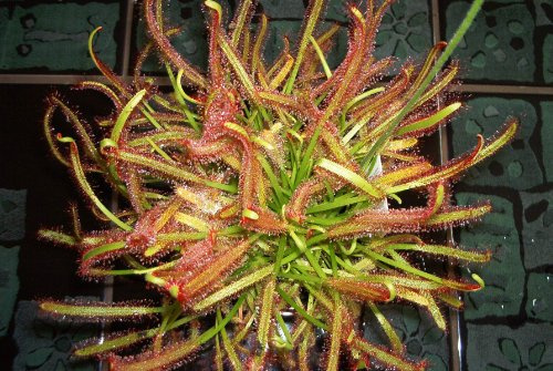 Fleischfressende Pflanze, Sonnentau, Drosera capensis, Größe ca. 8 bis 12cm.