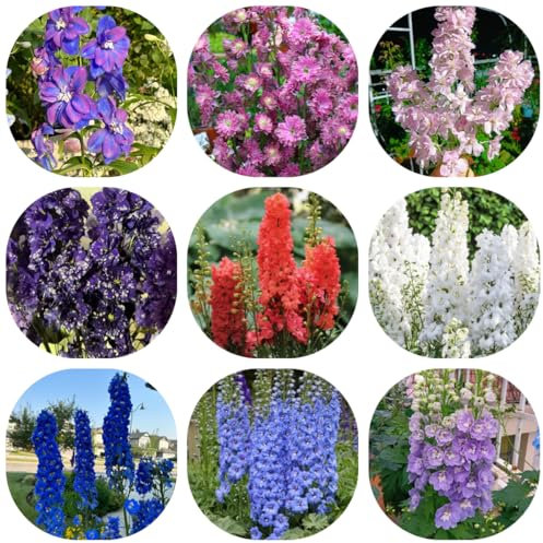 rittersporn samen winterhart mehrjährig, blumen, garten pflanzen zimmerpflanzen samen, winterharte stauden, steingarten pflanzen outdoor pflanzen, blumensamen kaufen 250pcs