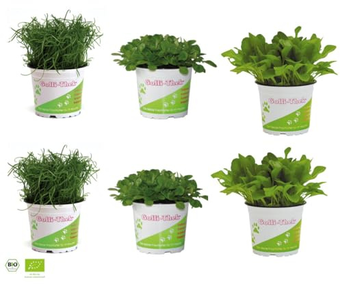Lot de 6 plantes fourragères pour reptiles et tortues avec salade Zicholli Plantolli Nourriture naturelle pour terrarium