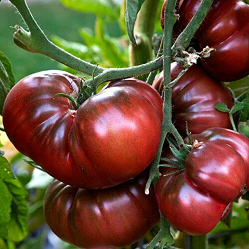 Saterkali Semi di pomodoro, 50 pezzi/borsa Semi di pomodoro Annuale Bellissimo nero Semi di ortaggi facili da coltivare per la semina Nero Viola Semi di pomodoro rari