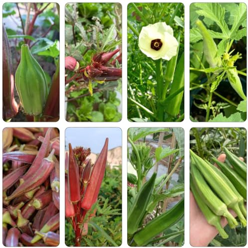 okra da giardino perenni resistenti okra selvatica giardino di semi gombo decorazione ufficio semi biologici bonsái 10pcs