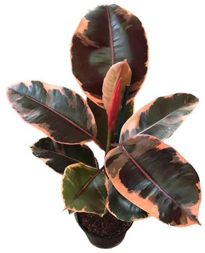 Ficus Elastica Ruby Natural El Árbol de Interior en Tono Pink