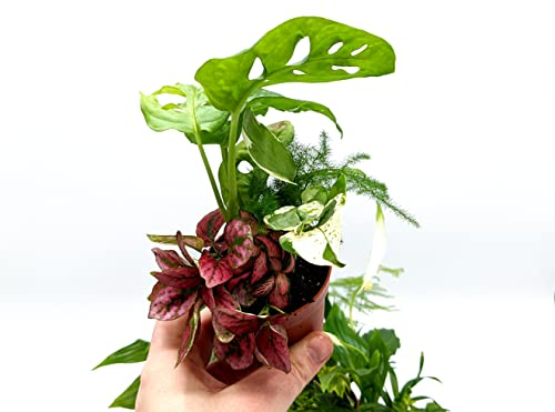 5 Closed Terrarium Plants • Small Mixed Terrarium Plants in 7cm Pot
