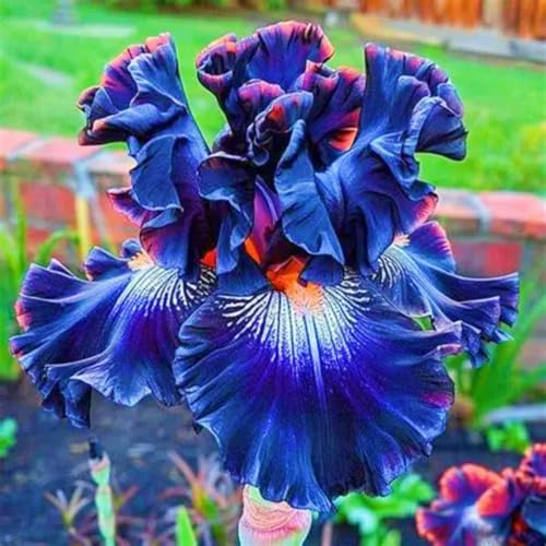 HGJKYTFCDG Rizomas clásicos del iris Comprar–Variedades densas resistentes a las heladas para jardín colorido-4Knolle-F