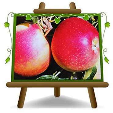 pommier Galared Plante fruitière vieux sur un pot de 20 - max 170 cm - 2 ans