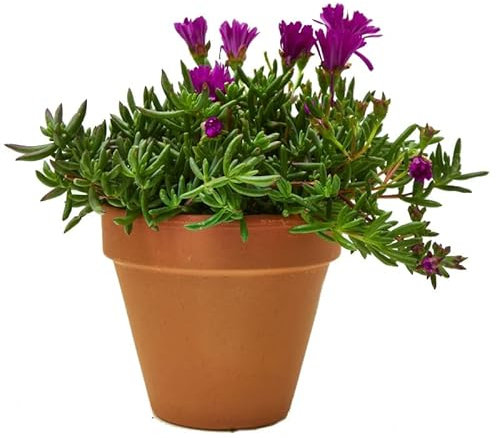 Mesen Natural Suculenta Resistente en Maceta de CERÁMICA - Planta de Exterior