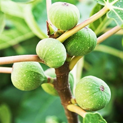 Pianta da frutto ALBERO SIMILE DI FICO VERDE DOTTATO A RADICE NUDA - 1 METRO