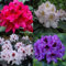 Semi di fiori di rododendro 50 pezzi misti