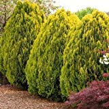 Semi d'oro orientale Tuia Albero (Platycladus orientalis Aurea) 15+ seeds (15+) :Seeds only