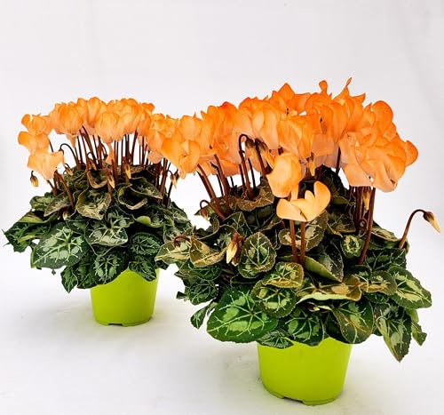 POWERS TO FLOWERS - CICLAMINO COLOR LIFE ARANCIONE, 4 PIANTE, VASO 12CM DIAMETRO, piante vere
