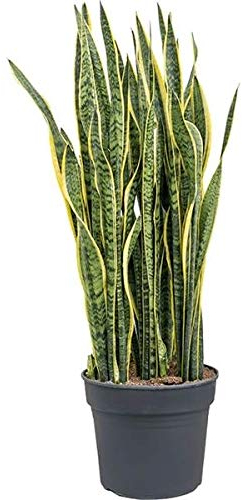 Sansevieria trifasciata Laurentii - Pflegeleichte Luftreinigende Zimmerpflanze | Bogenhanf ca. 80 cm | Schlangenpflanze für Wohnung & Büro