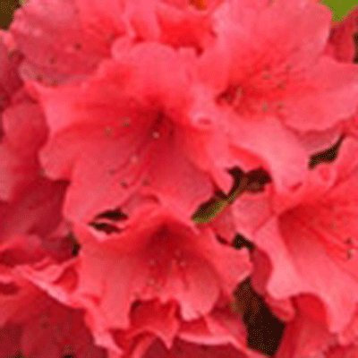 Azalea Japonica Evergreen 'Aghadir' 15cm Pot Size