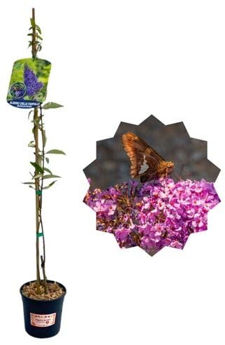P. Piantine da Orto | Albero delle Farfalle - Buddleja Davidii, Vaso 1,5 L, Pianta Pronta per il Trapianto, Pianta Vera da Esterno, Frutti Esotici, Vivaio Italiano