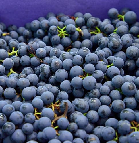 Weinrebe Muscat New York 80-100cm - Vitis