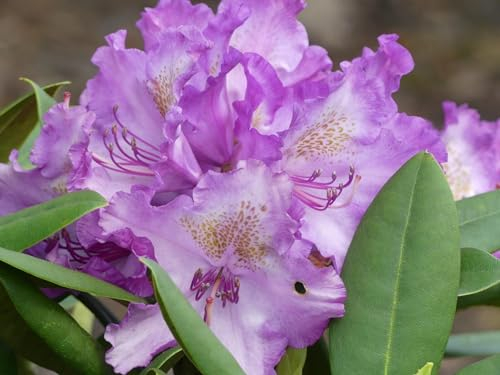 Rhododendron yakushimanum Bohlkens Lupinenberg - Ball Rhododendron - 30-40 cm