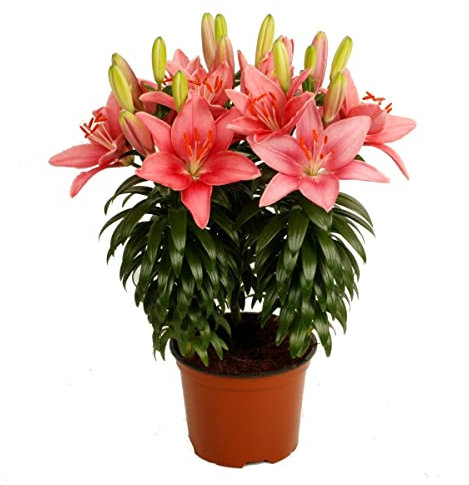 Lilium Planta Natural Conocida como Lirio o Azucena