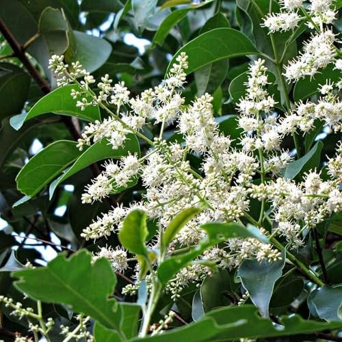 Vivai le Georgiche - Pianta vera di Ligustrum lucidum Ligustro cinese - vaso Ø 15 cm - altezza alla vendita 30-40 cm