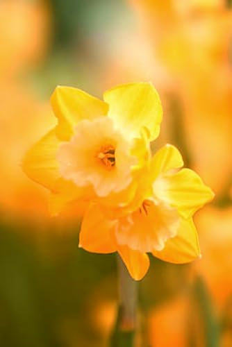 Narzissenzwiebeln - narzissen zwiebeln tete a tete - narzissen zwiebeln - narzissen zwiebeln winterhart mehrjährig - narzissen zwiebeln mix - narzissen zwiebeln winterhart