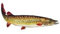 EMMEXX AUFKLEBER HECHT (Groß - Länge ca: 23cm, Grau, Nautisch, Vinyl, Kunststoff, Outdoor-Ausrüstung, Angeln, Fisch, Sticker)