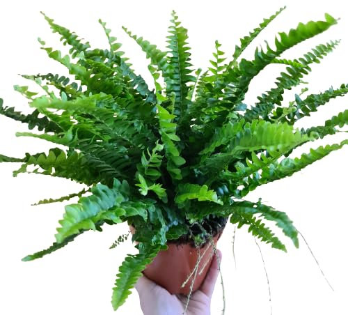 Helecho Común Natural Planta Colgante para un Jardín Encantador