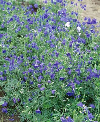 Delphinium grandiflorum 'Blauer Zwerg' 9x9 cm Topf – Winterhart, Mehrjährig – Rittersporn – Staude für Beet & Garten