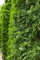 Thuja occidentalis 'Columna' 150-175 cm - Lebensbaum, säulenförmig, immergrün, ideal als Hecke, winterhart, pflegeleicht