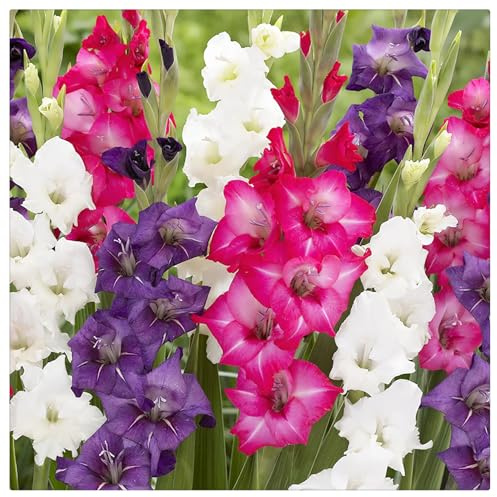 Winterhart pflanzen, Exotisch, Mysteriöse magische Glühbirne, Mehrjährige Blumenzwiebel ist winterhart, Lebende Pflanzen, Seltene, Blumenzwiebel Mix-3 Gladiolen zwiebeln