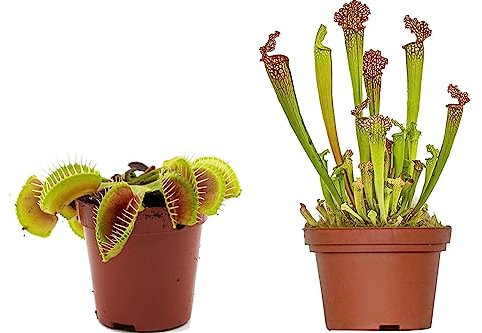 Duo de Sarracenia y Venus: Unas Maravillas Naturale Carnívoras para tu Terraza o Patio