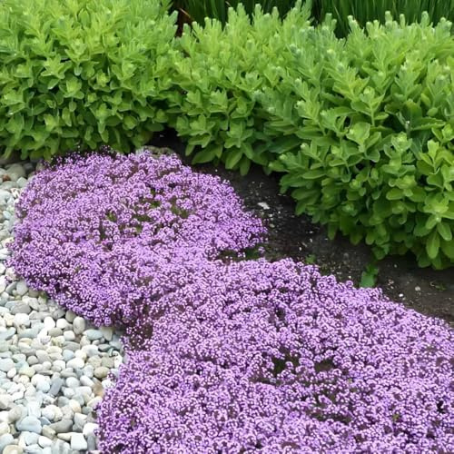 timo sabbioso tappezzante da balcone per luoghi soleggiati timo serpillo semi biologici di selvatici primaverili rialzata, resistenti in vaso 100semi