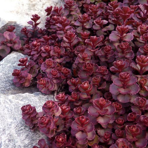 lilolfarm Fetthenne rot Samen, Voodoo, rot Mauerpfeffer Sedum Samen, Heirloom Bodenbedeckung, 50 CT